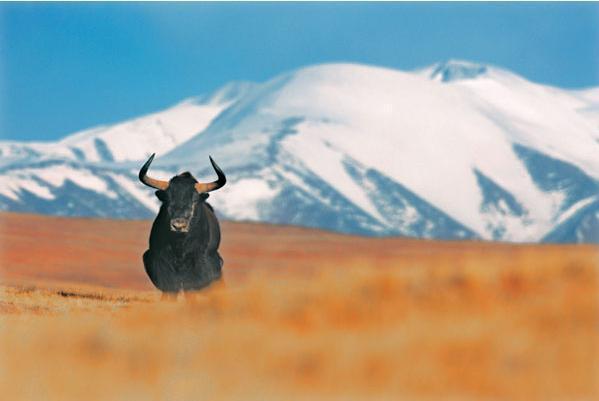 电视剧《圣地可可西里》在西宁启动